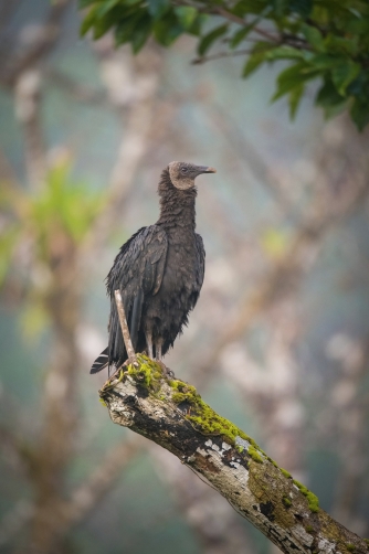 kondor havranovitý (Coragyps atratus) Black...