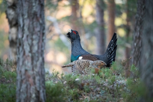 tetřev hlušec (Tetrao urogallus) Western...