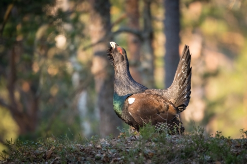 tetřev hlušec (Tetrao urogallus) Western...