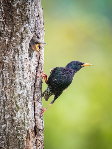 špaček obecný (Sturnus vulgaris) Common...