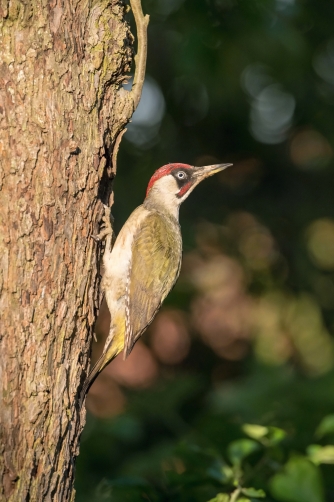 žluna zelená (Picus viridis) European...