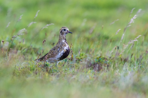 kulík zlatý (Pluvialis apricaria) European...