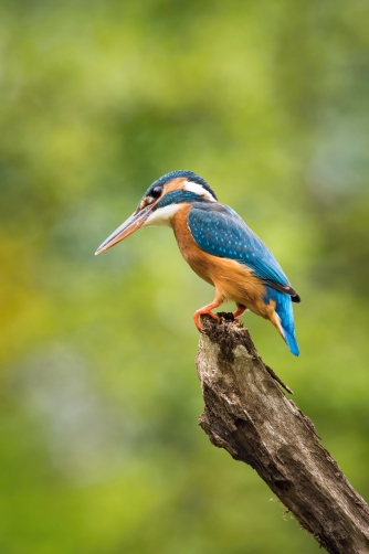 ledňáček říční (Alcedo atthis) Common...