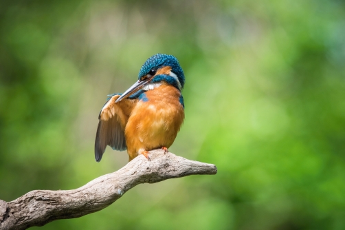 ledňáček říční (Alcedo atthis) Common...