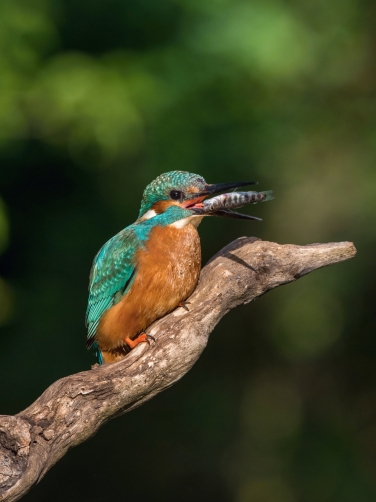 ledňáček říční (Alcedo atthis) Common...