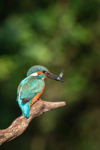 ledňáček říční (Alcedo atthis) Common...