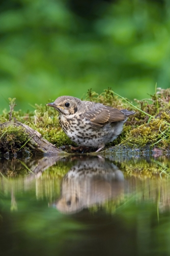 drozd zpěvný (Turdus philomelos) Song...