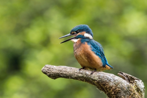 ledňáček říční (Alcedo atthis) Common...