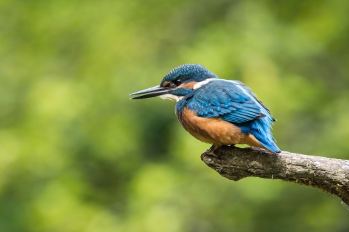 ledňáček říční (Alcedo atthis) Common...