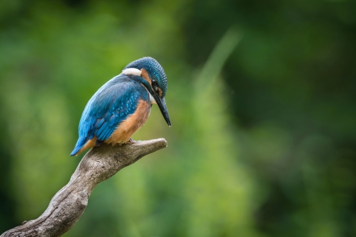 ledňáček říční (Alcedo atthis) Common...