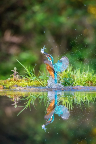 ledňáček říční (Alcedo atthis) Common...