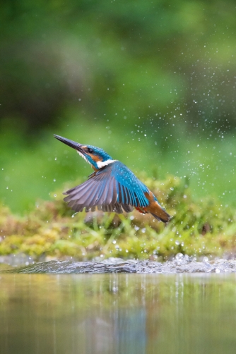 ledňáček říční (Alcedo atthis) Common...