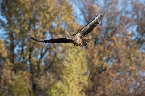 orel mořský (Haliaeetus albicilla)...