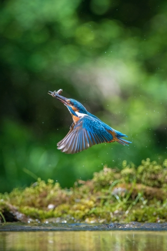 ledňáček říční (Alcedo atthis) Common...