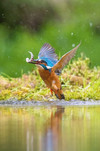 ledňáček říční (Alcedo atthis) Common...