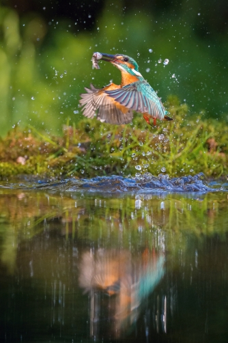 ledňáček říční (Alcedo atthis) Common...