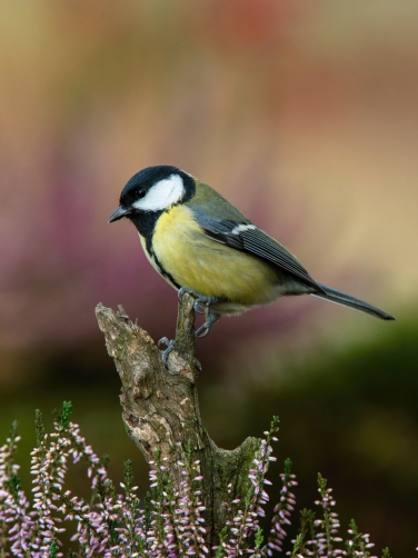 sýkora koňadra (Parus major) Great tit