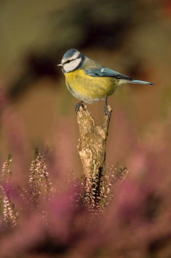 sýkora modřinka (Parus caeruleus) Eurasian...