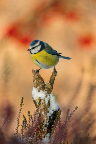 sýkora modřinka (Parus caeruleus) Eurasian...