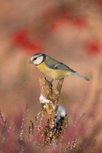 sýkora modřinka (Parus caeruleus) Eurasian...