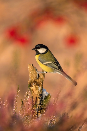 sýkora koňadra (Parus major) Great tit