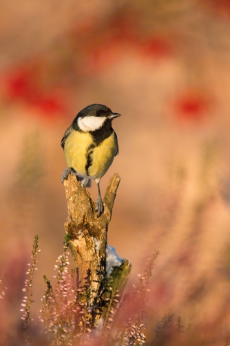 sýkora koňadra (Parus major) Great tit