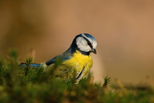 sýkora modřinka (Parus caeruleus) Eurasian...