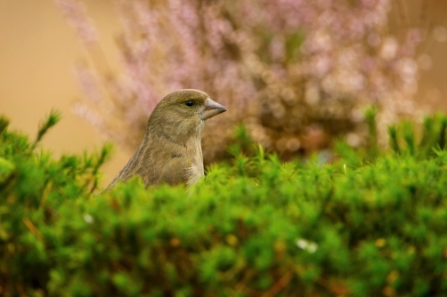 zvonek zelený (Carduelis chloris) European...