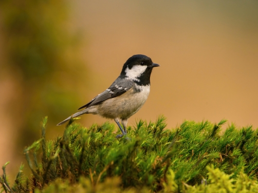 sýkora uhelníček (Parus ater) Coal tit