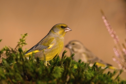 zvonek zelený (Carduelis chloris) European...