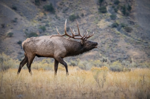 jelen wapiti (Cervus canadensis) Wapiti