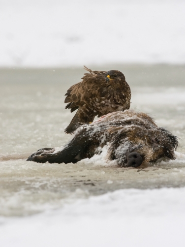 káně lesní (Buteo buteo) Common buzzard