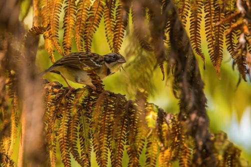 strnadec ranní (Zonotrichia capensis)...