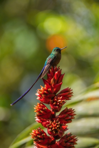 kolibřík tatama (Aglaiocercus coelestis)...