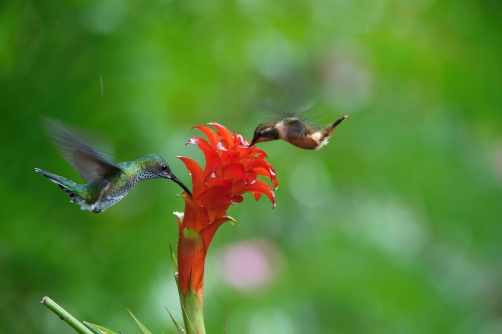 kolibřík Mitchellův (Calliphlox...