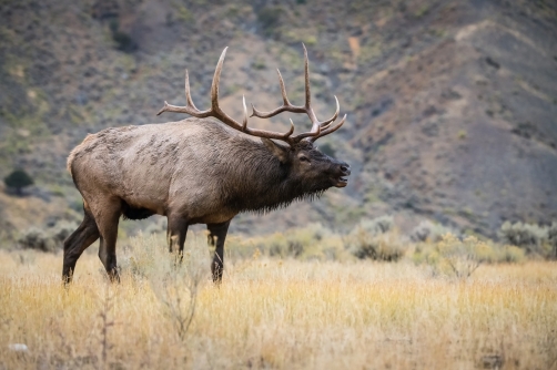 jelen wapiti (Cervus canadensis) Wapiti