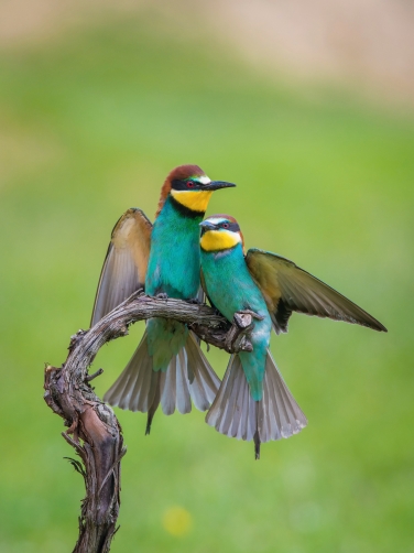 vlha pestrá (Merops apiaster) European...