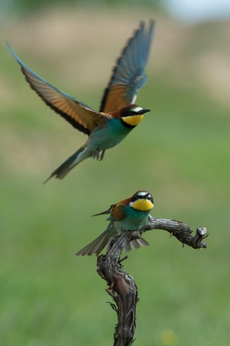 vlha pestrá (Merops apiaster) European...