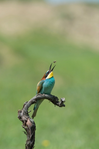 vlha pestrá (Merops apiaster) European...