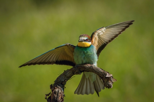 vlha pestrá (Merops apiaster) European...