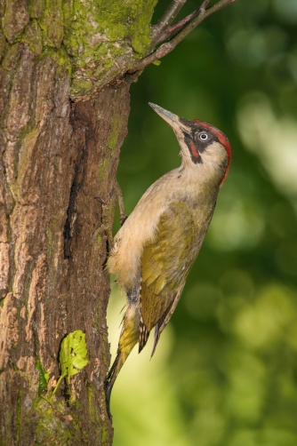 žluna zelená (Picus viridis) European...