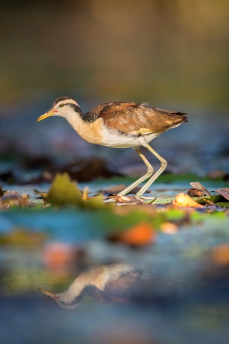 ostnák jihoamerický (Jacana jacana)...