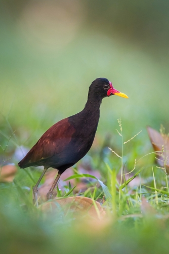 ostnák jihoamerický (Jacana jacana)...