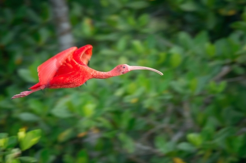 ibis rudý (Eudocimus ruber) Scarlet ibis