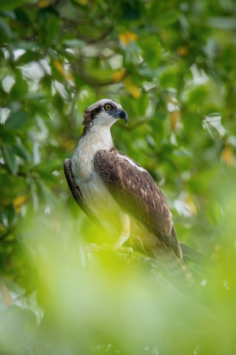 orlovec říční (Pandion haliaetus) Osprey