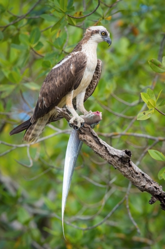 orlovec říční (Pandion haliaetus) Osprey