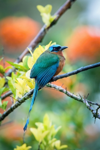 momot trinidadský (Momotus bahamensis)...