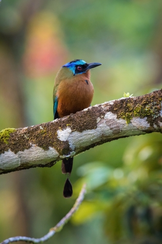 momot trinidadský (Momotus bahamensis)...