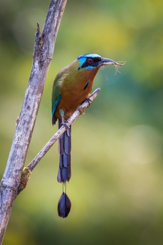 momot trinidadský (Momotus bahamensis)...