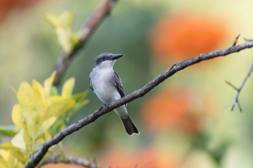 tyran šedý (Tyrannus dominicensis vorax)...